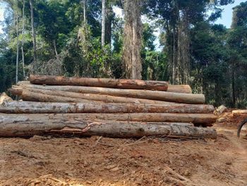 Hardwood Timber from Nfiabo empire Hardwood Timber - Nfiabo empire - Cameroon
